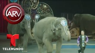 Elefantes harán último acto de circo hermanos Ringling  Al Rojo Vivo  Telemundo [upl. by Atikan]