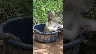 Baby orphan monkey in bowl [upl. by Stilwell]