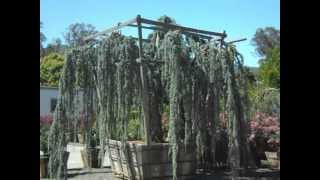 Weeping Blue Cedar [upl. by Innad]