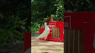 new bird trap using cardboard box shorts [upl. by Nhguaval]