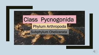 Class Pycnogonida  Phylum Arthropoda P4phylum [upl. by Laeynad]