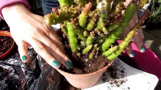 Planting our NEW Cactus Plant Rescue  Opuntia subulata Monstrose [upl. by Colombi]