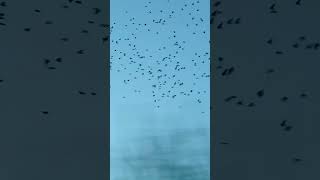 Starling Murmuration On A Clear November Evening birds avian nature [upl. by Noram8]