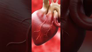 How Your Heart Works  Animated Explanation [upl. by Yonatan]