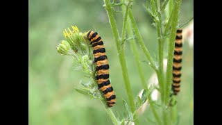 Two Worts and a Cinnabar [upl. by Obie]