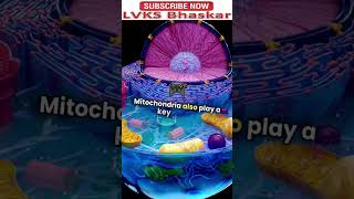 Mitochondria and apoptosis Shorts ViralShorts Trendingnow [upl. by Ennoval]