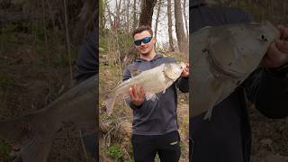 That 120 Treble got him good silvercarp flyingcarp fishing snagging carp [upl. by Gray]