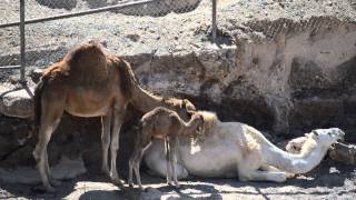 Nacimiento de Camello en Oasis Wildlife Fuerteventura [upl. by Danyette]