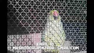 finally my matting call behavior Ringneck parrot females egg laying [upl. by Galliett345]