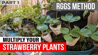 Best Way to Multiply Strawberry Plant Runners krakty gardening hydroponics garden [upl. by Laina]