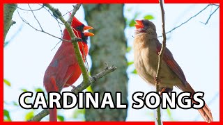 Northern Cardinal Songs and Sounds Compilation  Female Cardinal [upl. by Tik]