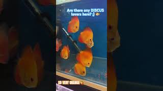 Amazing Discus Fish The Jewels of Freshwater Aquariums  Aquaristic Vibes [upl. by Anomer933]