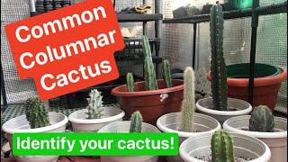 Common Columnar Cactus Varieties amp Names [upl. by Iamhaj]