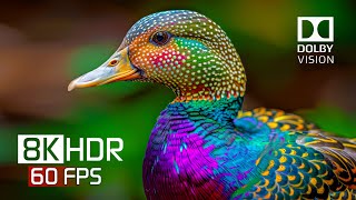 8K HDR Video ULTRA HD  Best of Nature in Dolby Vision [upl. by Kapor]