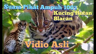 Suara Pikat Kucing Hutan Dan Keseruan Vidio Aslinya [upl. by Igal]