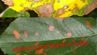 Alternaria Leaf Blotch In Apple Symptoms and Management [upl. by Cibis]