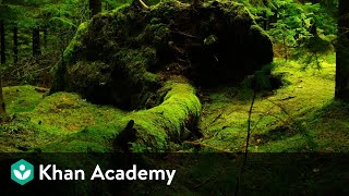 Liverworts and Mosses  Plant Kingdom  Biology  Khan Academy [upl. by Nairb450]