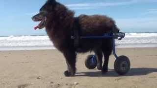 Senior Dog gets new mobility [upl. by Fiorenza]