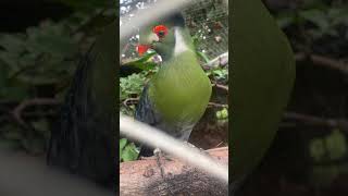 Turaco Leocotis  Criadouro Campestre [upl. by Garihc]