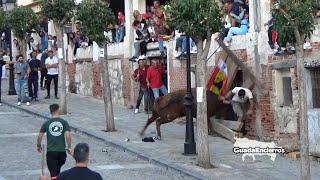 Toro arranca burladero Encierro de Brihuega 15102022 GuadaEncierros [upl. by Jenine912]