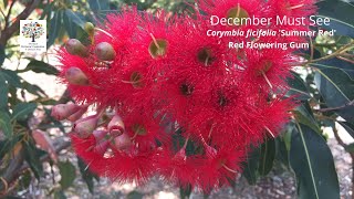 Corymbia ficifolia Summer Red Red Flowering Gum  December Must See [upl. by Emmye]