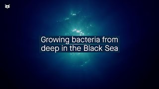 Ecophysiology of bacteria from the deep sulfidic waters of the Black Sea [upl. by Nysilla281]