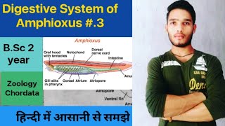 Digestive System of Amphioxus  BSc 3rd Year Zoology 5th Semester 2nd paper [upl. by Leftwich]