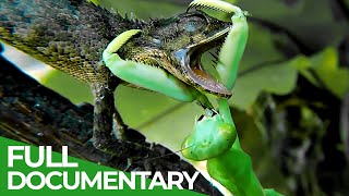 Praying Mantises  Deadly Killers of the Insect World  Free Documentary Nature [upl. by Edgar486]