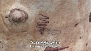 Scribbly gum Eucalyptus haemastoma What makes the scribbles [upl. by Ruphina]