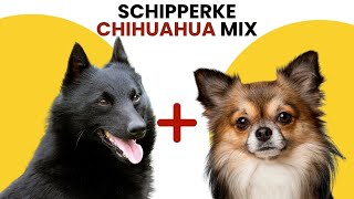 Schipperke x Chihuahua Mix AKA Schipper Chi [upl. by Aihtnys478]