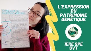 Lexpression du patrimoine génétique  1ère spé SVT  Madame SVT [upl. by Marala]