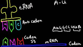 Codon Anticodon Bonding [upl. by Matti]