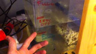 Reef tank ATO DIY auto top off do it yourself [upl. by Ihsakat]