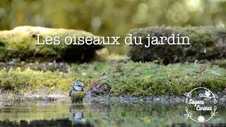 Les oiseaux de nos jardins [upl. by Ramaj]