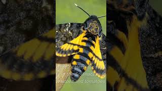 Deaths Head Sphinx Moth Natures SkullShaped Defender [upl. by Oikim]