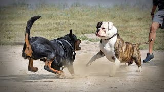 Rottweiler VS American BullDog [upl. by Dermott]