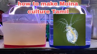 how to make Moina culture Tamil  KAMAL FISH FARM [upl. by Petersen]