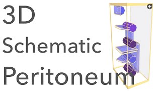 Peritoneum  3D Schematic Anatomy amp Relations [upl. by Howlend697]