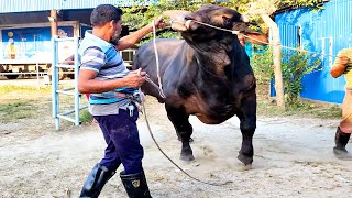 25 years old Sahiwal bull weighing 800 kg [upl. by Matteo319]