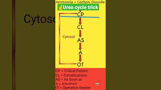 Urea cycle tricks  Urea cycle in 20 seconds shortsfeed biochemistry mnemonics biology [upl. by Lennard]