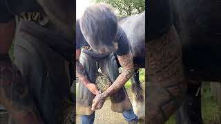 Hoof Triming horse farming hoofcleaning [upl. by Marolda]