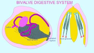 BIVALVE DIGESTIVE SYSTEM [upl. by Ynaffets]