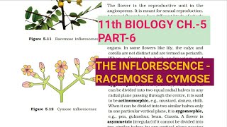 Class 11 BiologyCh5 Part6The InflorescenceStudy with Farru [upl. by Scammon]