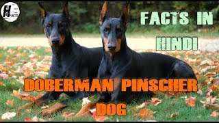 Doberman Pinscher Dog Facts  Hindi  Dog Facts  HINGLISH FACTS [upl. by Prent131]