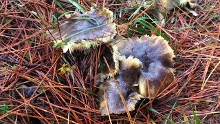 Tricholoma portentosum amp Cantharellus tubaeformis 2017 HD [upl. by Dun555]