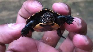 The Worlds Tiniest Turtle A Marvel of Nature  Unveiling the Worlds Smallest Turtle Species [upl. by Adlei]