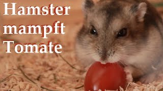 Hamster mampft Tomate [upl. by Galanti]