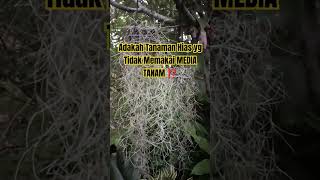 Adakah tanaman Hias yg tidak memakai MEDIA TANANAM ⁉️ cek cek yuuuuk reels plants garden [upl. by Ocinemod]