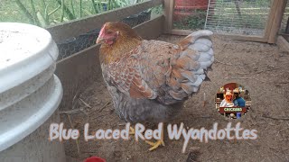 Blue Laced Red Wyandottes add color to your chicken breeds [upl. by Shaikh]