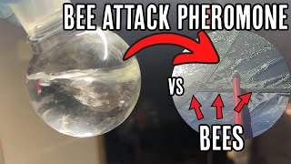 Making a Bee attack pheromone then testing it [upl. by Jovita]